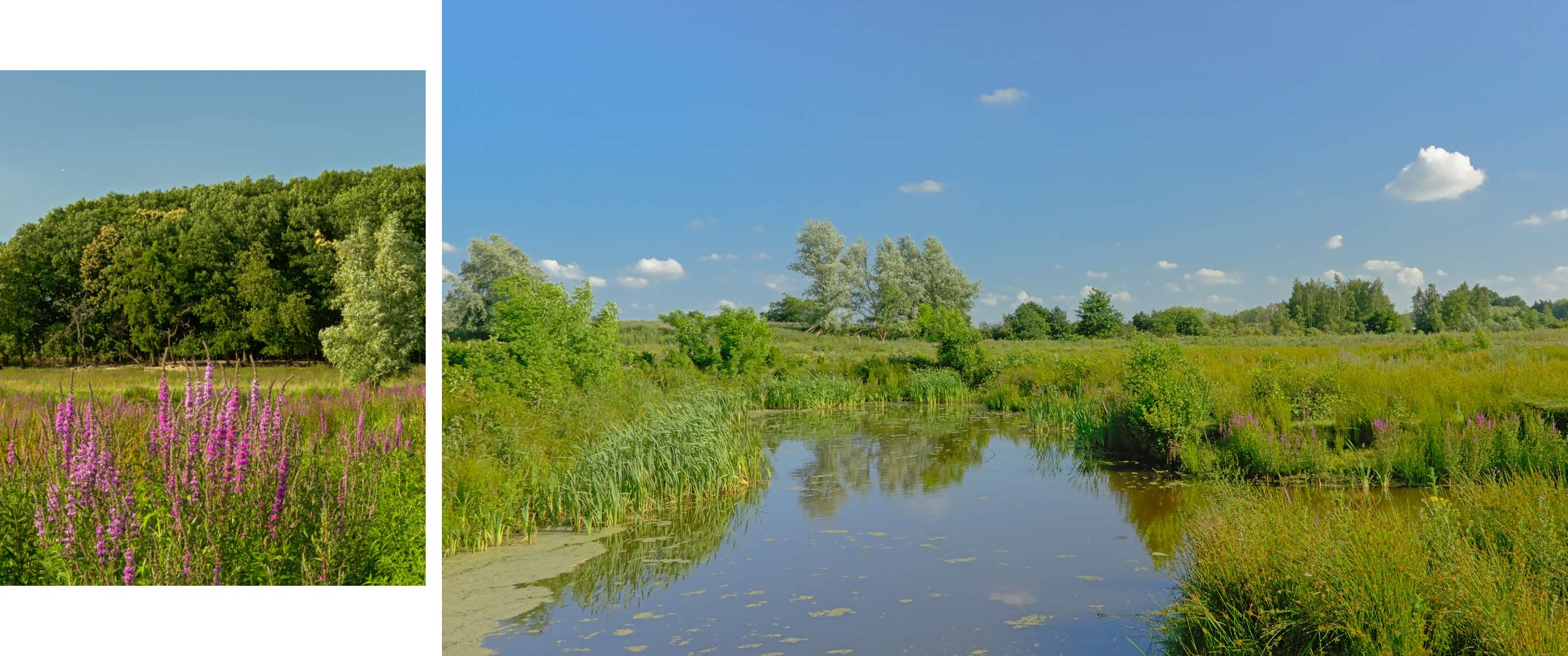 Twee beelden: veldbloemen voor bomen en waterrijke natuur onder blauwe lucht.