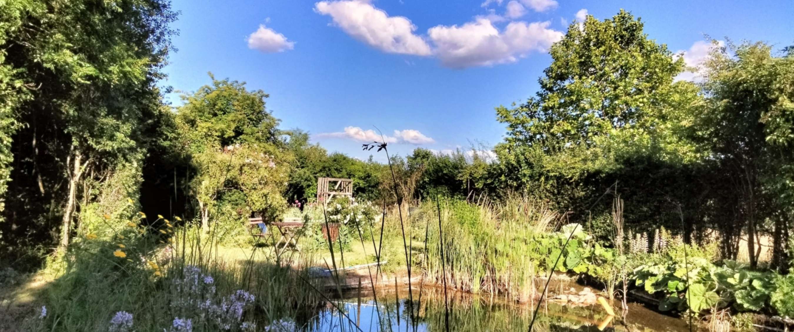 Groene tuin met vijver, hoge beplanting en blauwe lucht