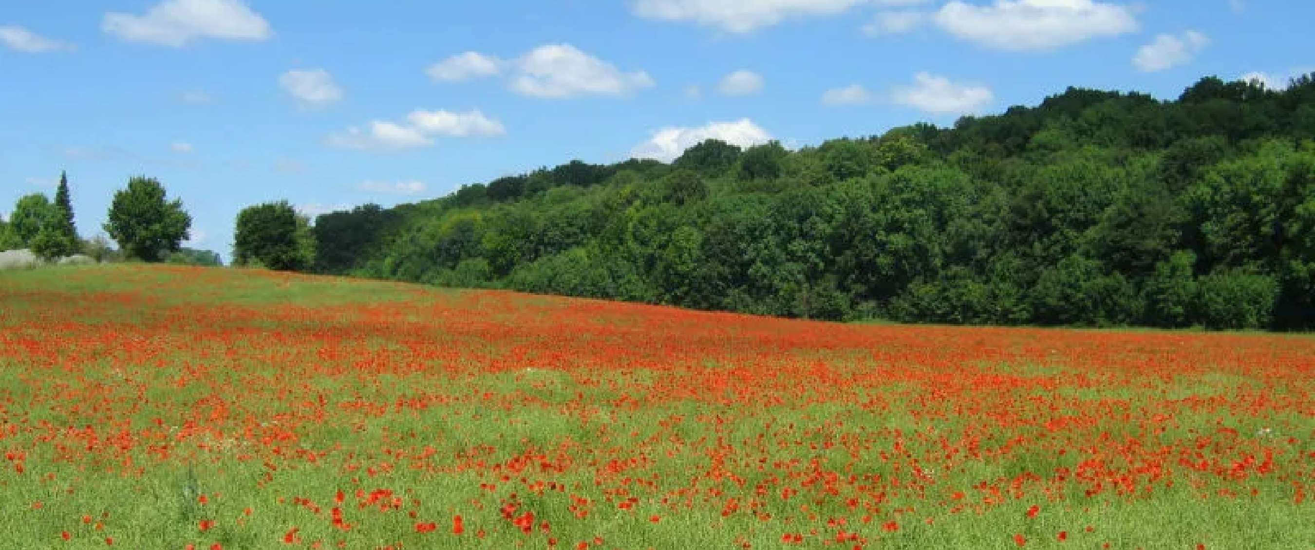 Veld met rode klaprozen naast groene bosrand onder blauwe lucht