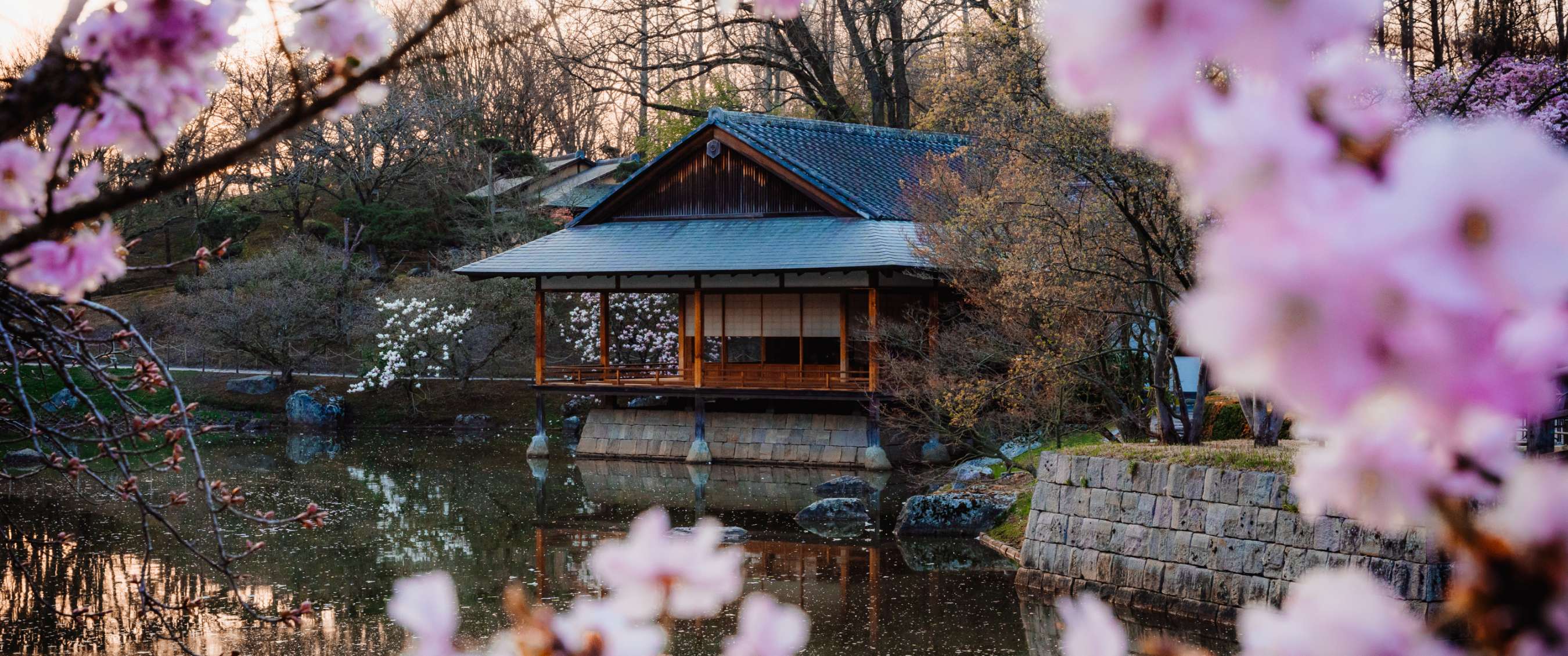 Houten paviljoen aan vijver in Japanse tuin met bloesembomen in Hasselt.
