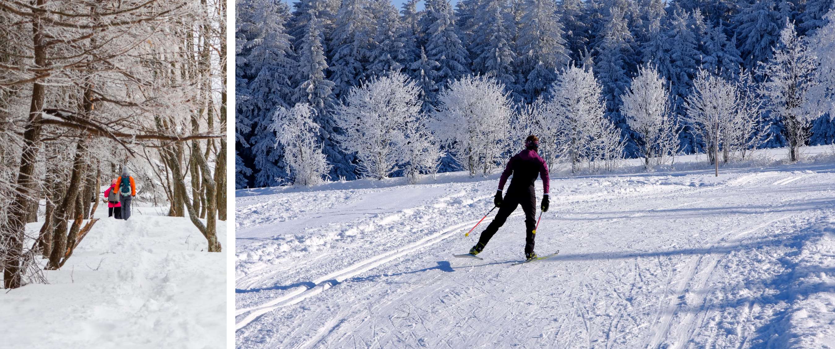 Een persoon langlauft onder een blauwe lucht met een besneeuwd bos op de achtergrond.
