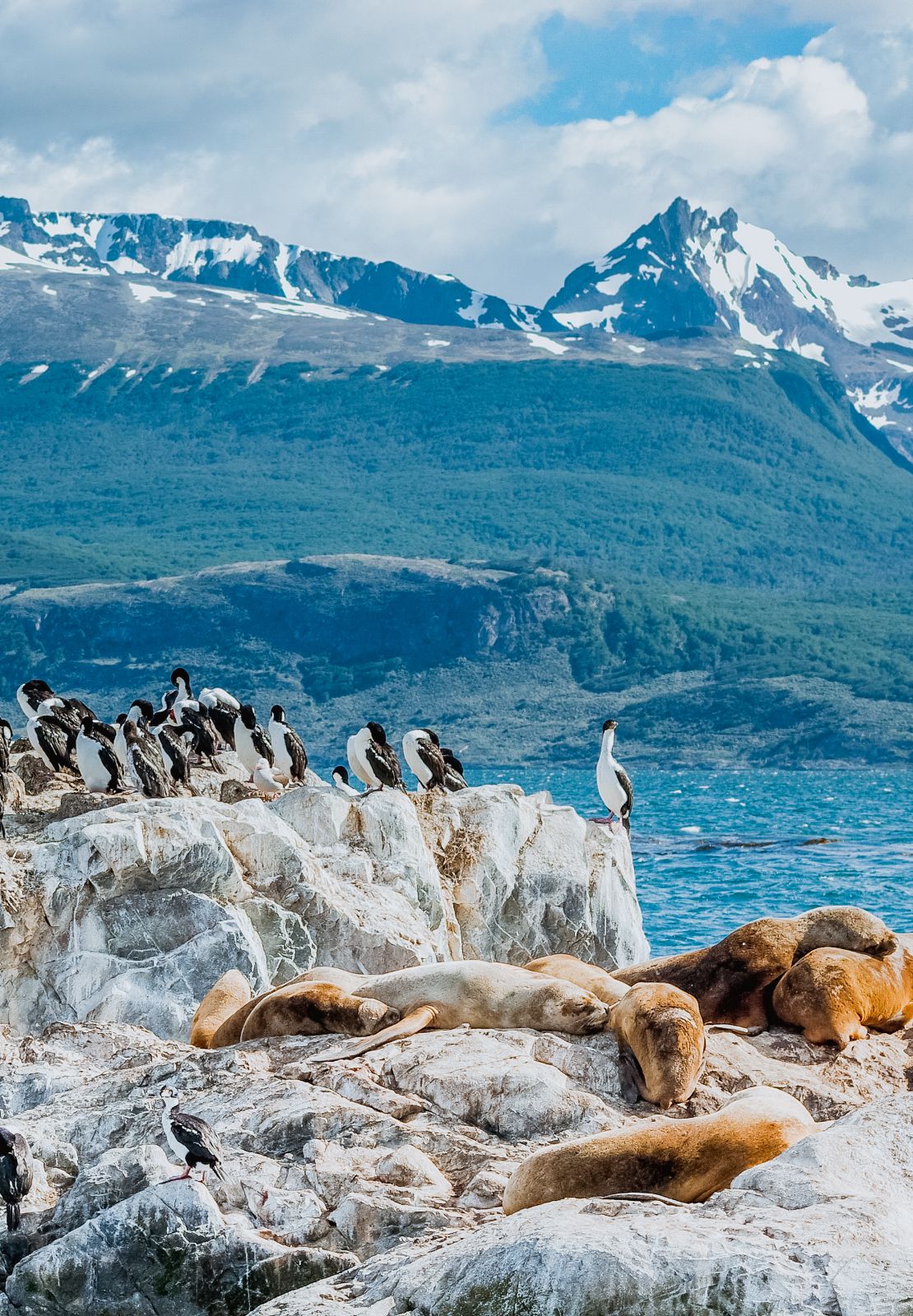 Zeeleeuwen rusten op rotsen naast een kolonie zeevogels met besneeuwde bergen op de achtergrond.