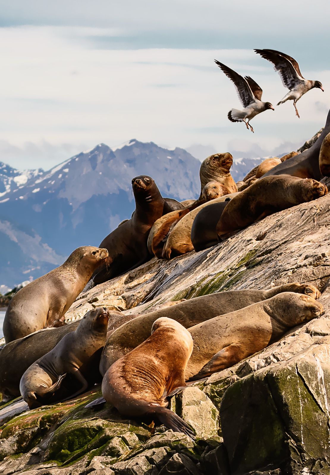 Zeeleeuwen liggen te rusten op schuine rotsen terwijl twee vogels erboven vliegen.