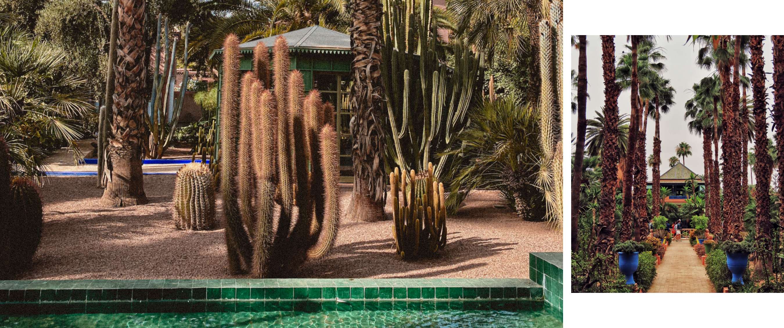Twee beelden: tuin met hoge cactussen en palmbomen; pad tussen palmen en kleurrijke plantenpotten.
