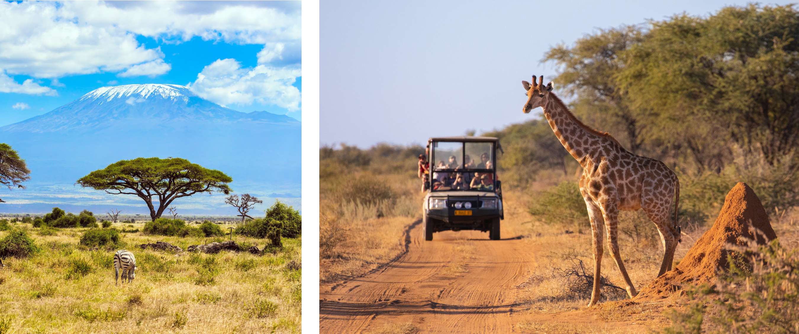 Twee beelden: Afrikaanse savanne met acaciaboom, zebra en besneeuwde berg op de achtergrond; giraffe staat naast zandpad met safarivoertuig en bezoekers