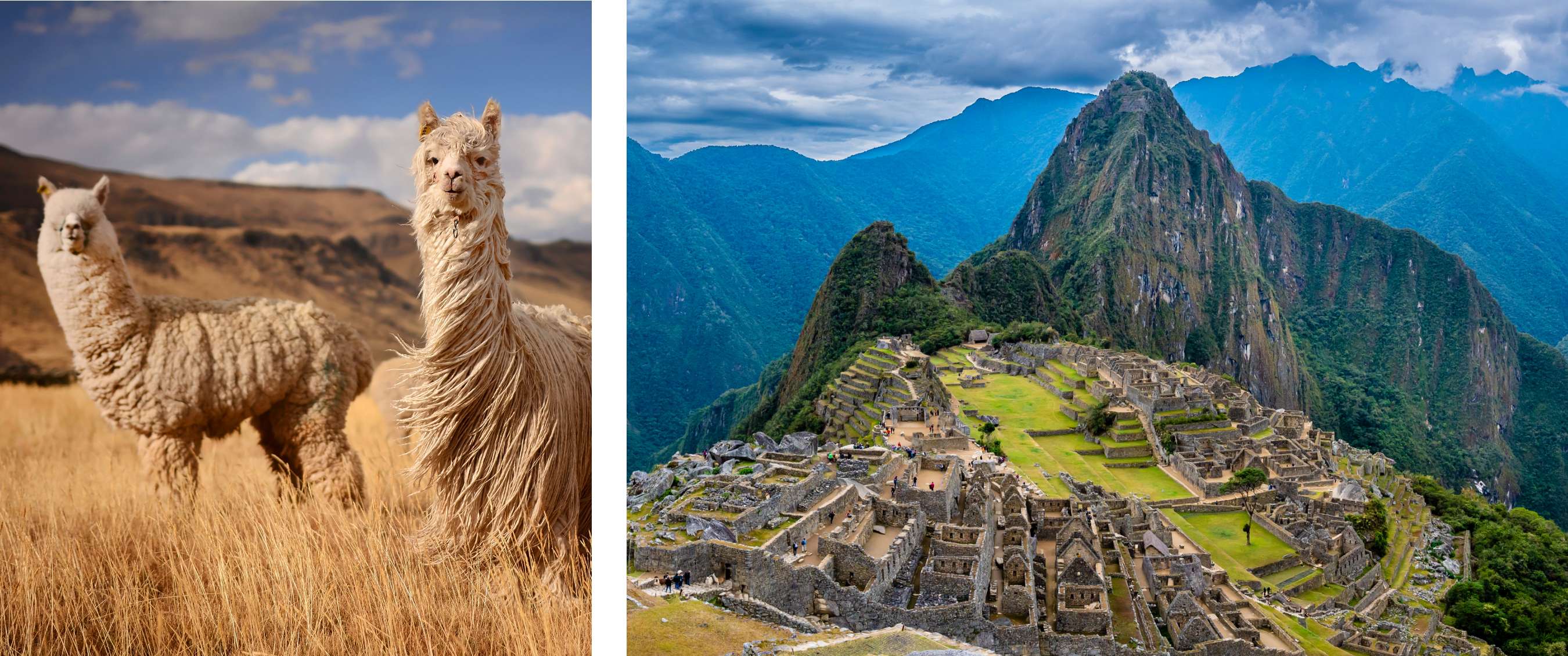 Twee beelden: twee lama’s in open hoogland met bergen op de achtergrond; stenen terrassen en gebouwen van Machu Picchu tussen steile bergtoppen.
