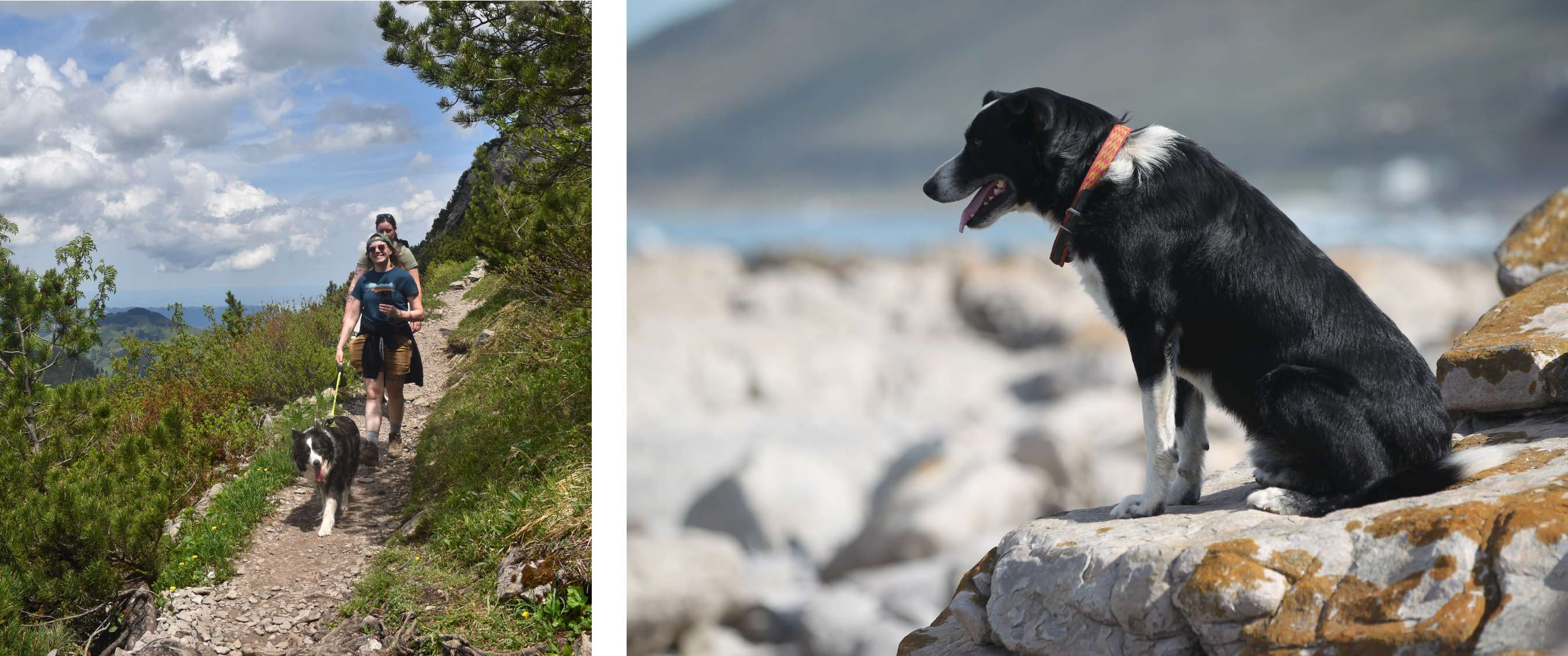 Twee wandelaars lopen met een Border Collie aan de lijn over een bergpad, met een prachtig uitzicht en een deels bewolkte hemel. Een Labrador en een Border Collie zitten en liggen zij aan zij op een bergpad met een adembenemend uitzicht op de Zwitserse Alpen. - Een zwart-witte hond met een felgekleurde halsband zit op een rots en kijkt uit over een kustlandschap met de oceaan op de achtergrond.