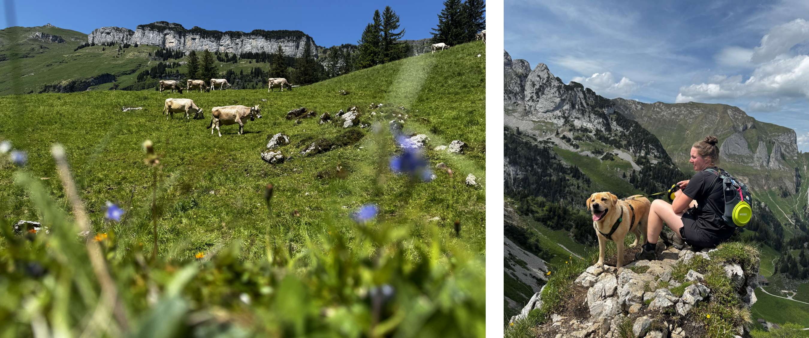 Groep grazende koeien op een groene alpenweide met bloemen en bergkam op de achtergrond.  - Een vrouw zit met een Labrador op een rotsachtige uitkijkpost tijdens een bergwandeling, met een groen berglandschap op de achtergrond.