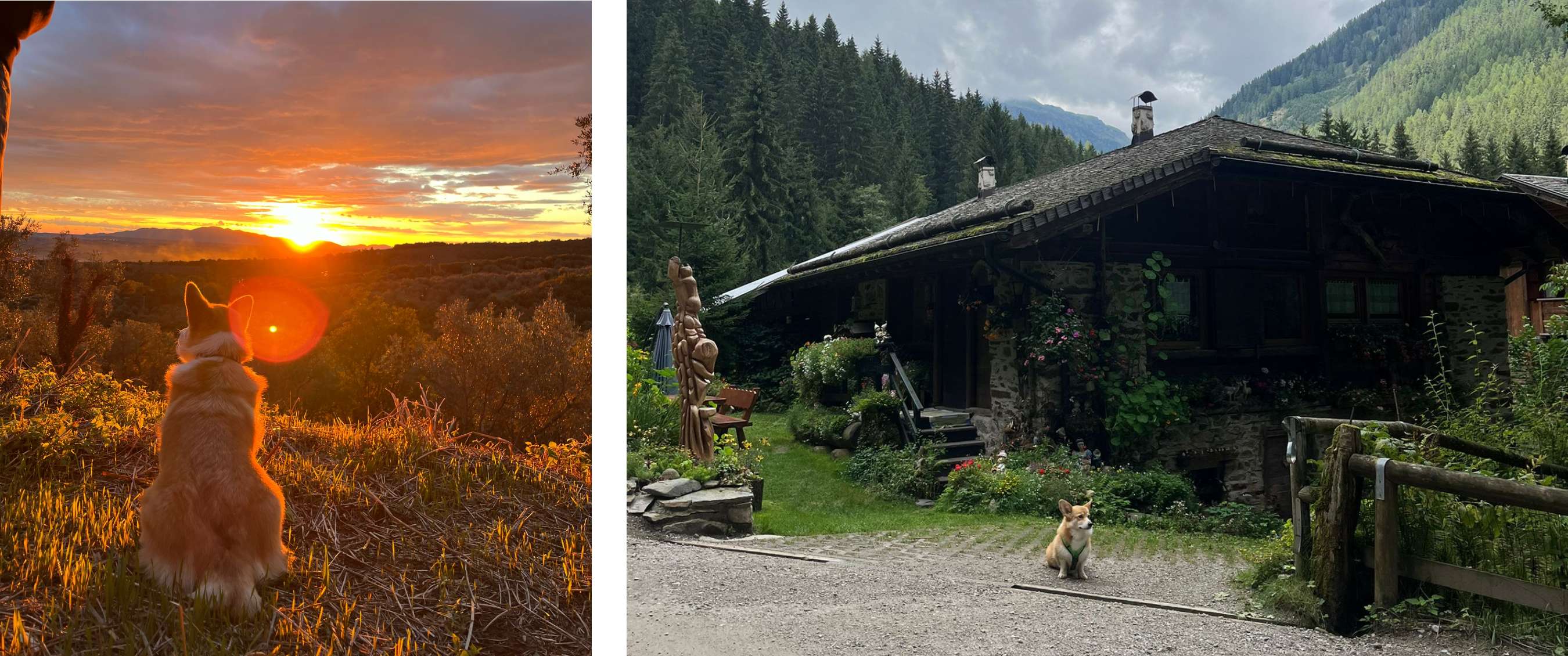 Corgi kijkt naar een ondergaande zon boven een vallei, met oranje gloed op zijn vacht. - Corgi zit alleen voor een houten berghut met bloemen, omringd door bos en heuvels