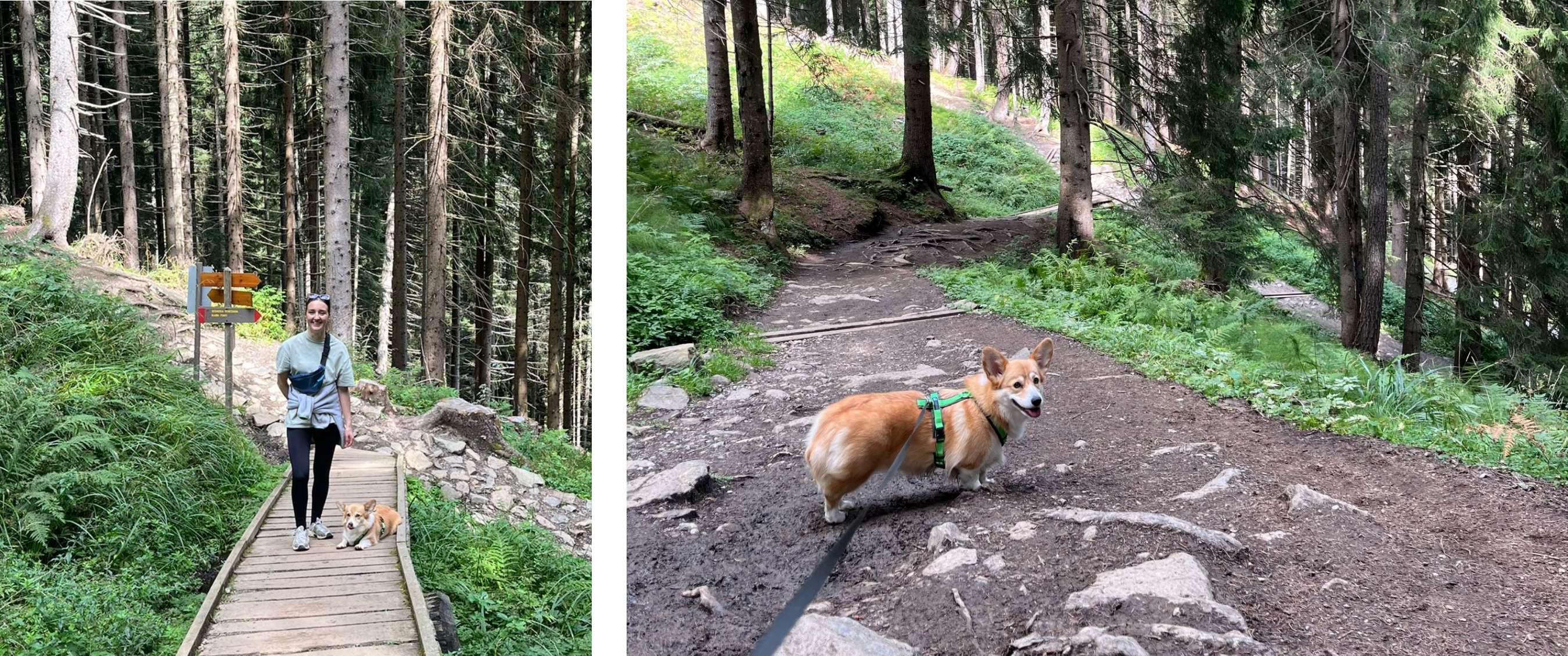 Vrouw wandelt met corgi over een houten brug in een dichtbegroeid bos. - Corgi op een bospad kijkt achterom terwijl hij aangelijnd wandelt tussen hoge dennenbomen.  