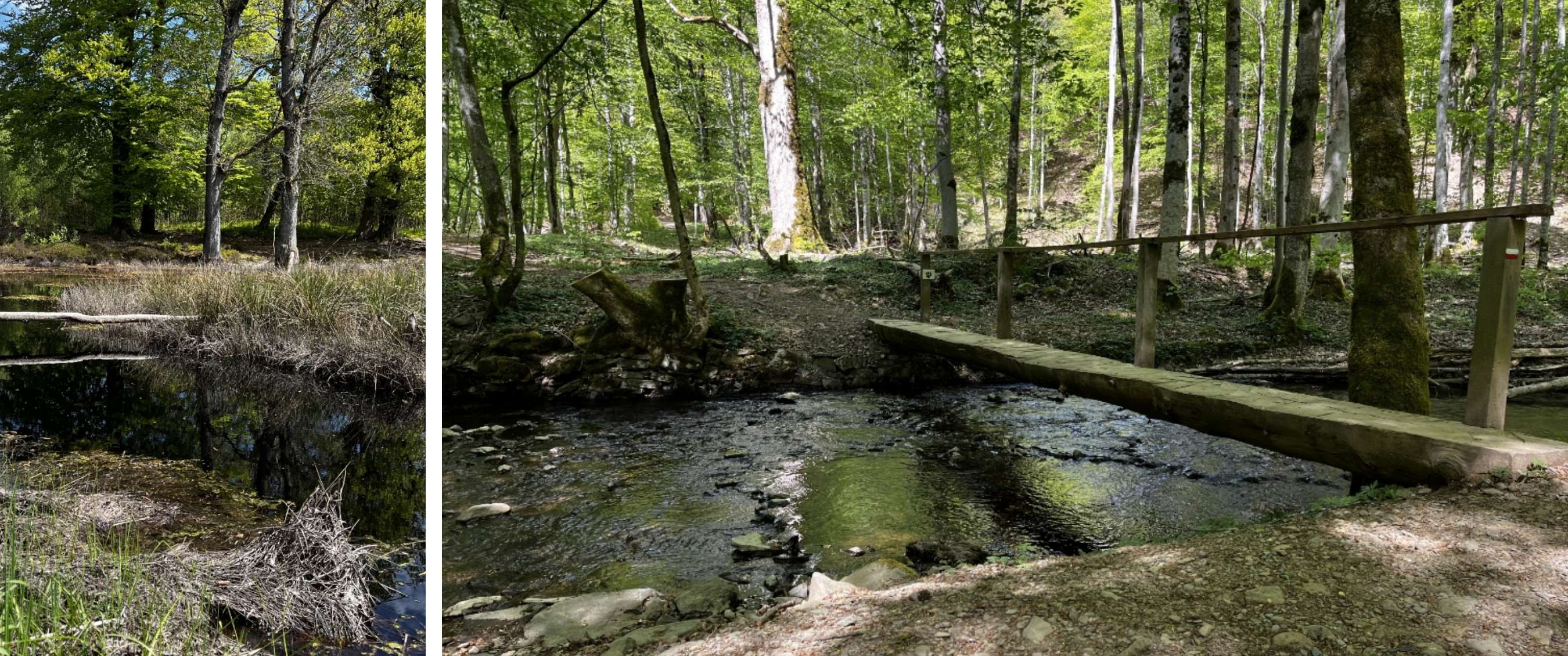 Twee beelden: stille bosvijver met boomreflecties; houten brug over een beek in groen bos.