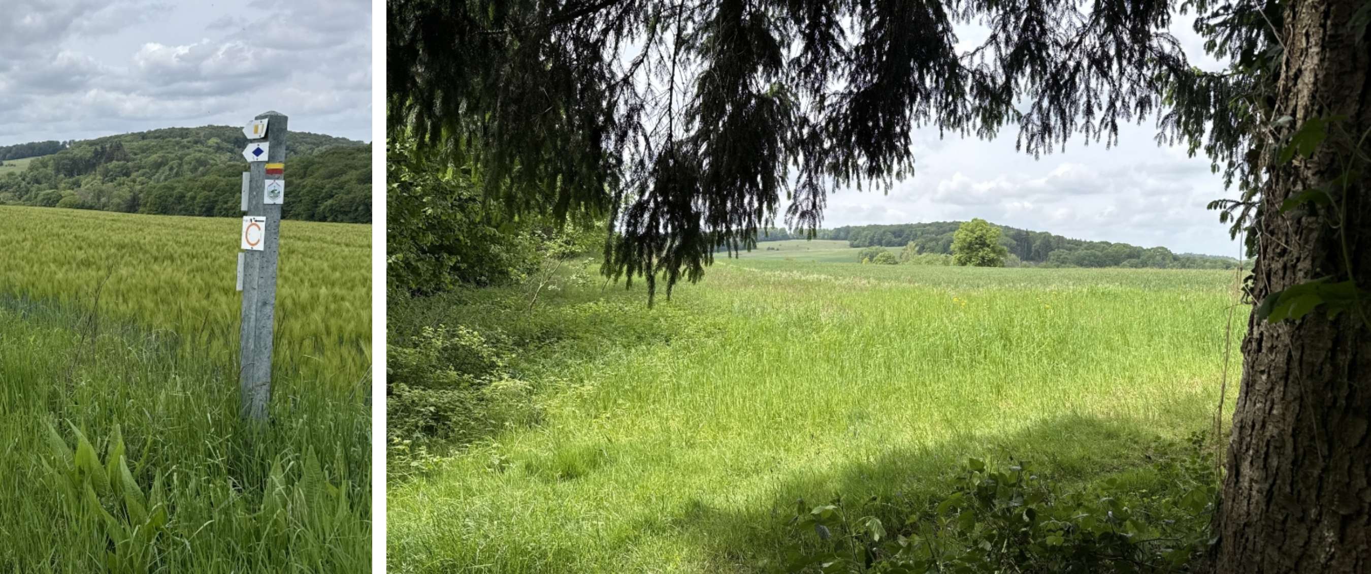 Twee beelden: wandelpaal met markeringen in groen graanveld; open veld gezien vanuit de bosrand.