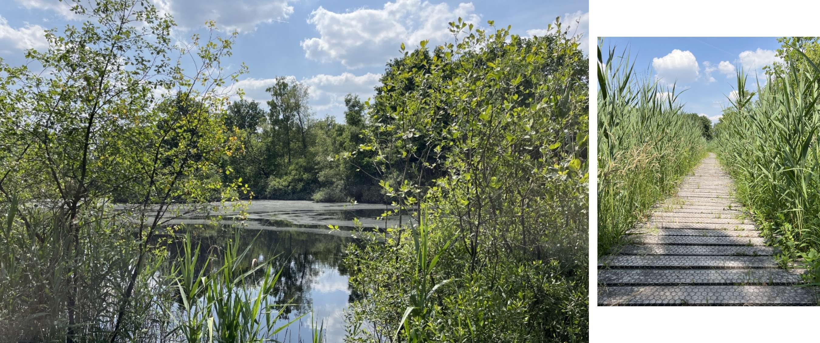 Twee beelden: vijver tussen bomen en riet; houten vlonderpad door hoog riet.