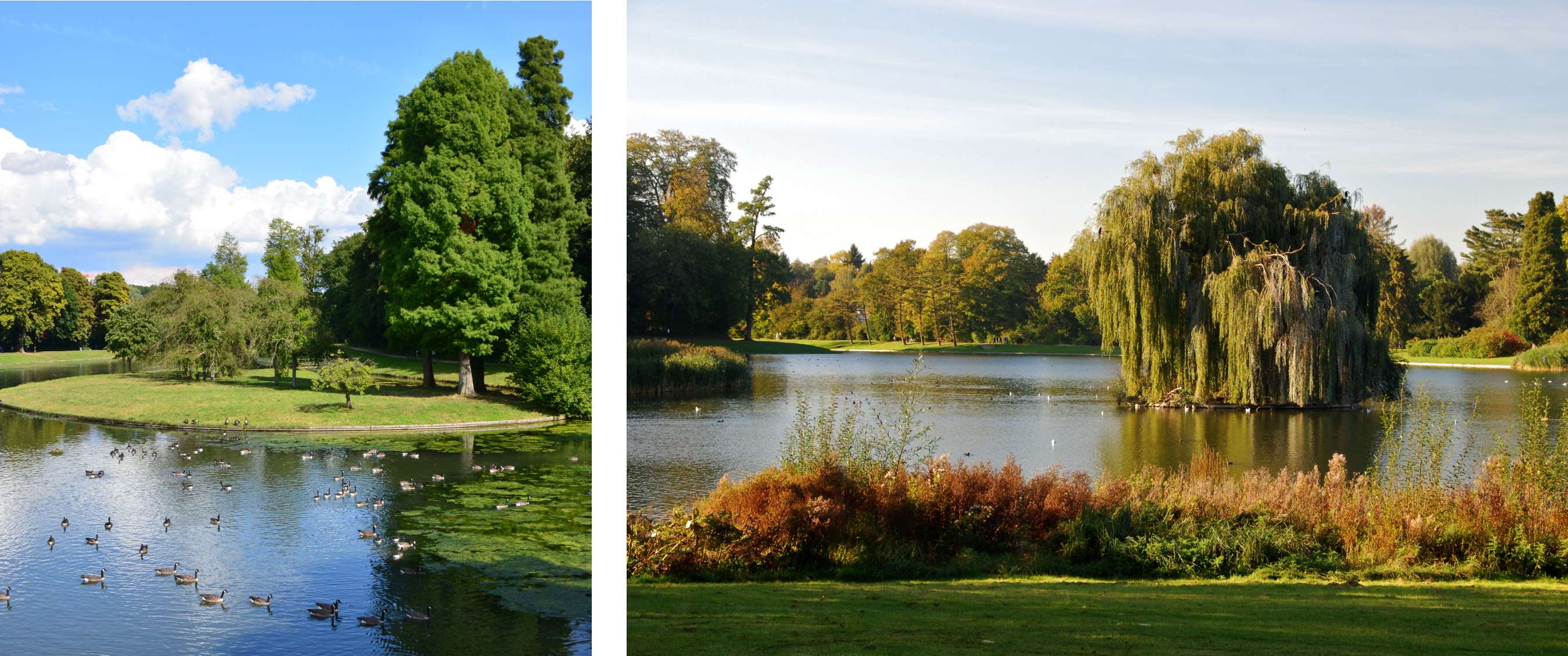 Twee beelden: parkvijver met watervogels en hoge bomen; vijver met grote treurwilg op een eilandje.