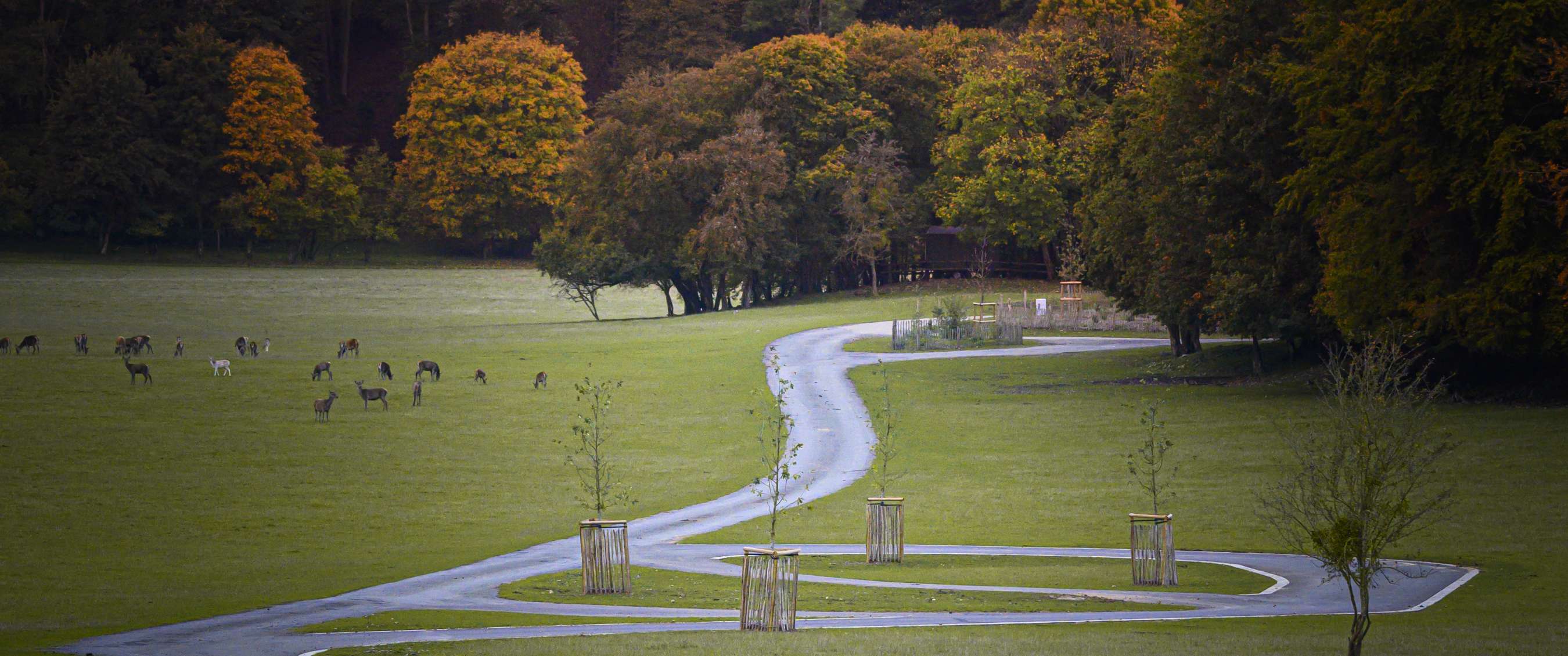 Kronkelend wandelpad door groen landschap met grazende herten en bomen