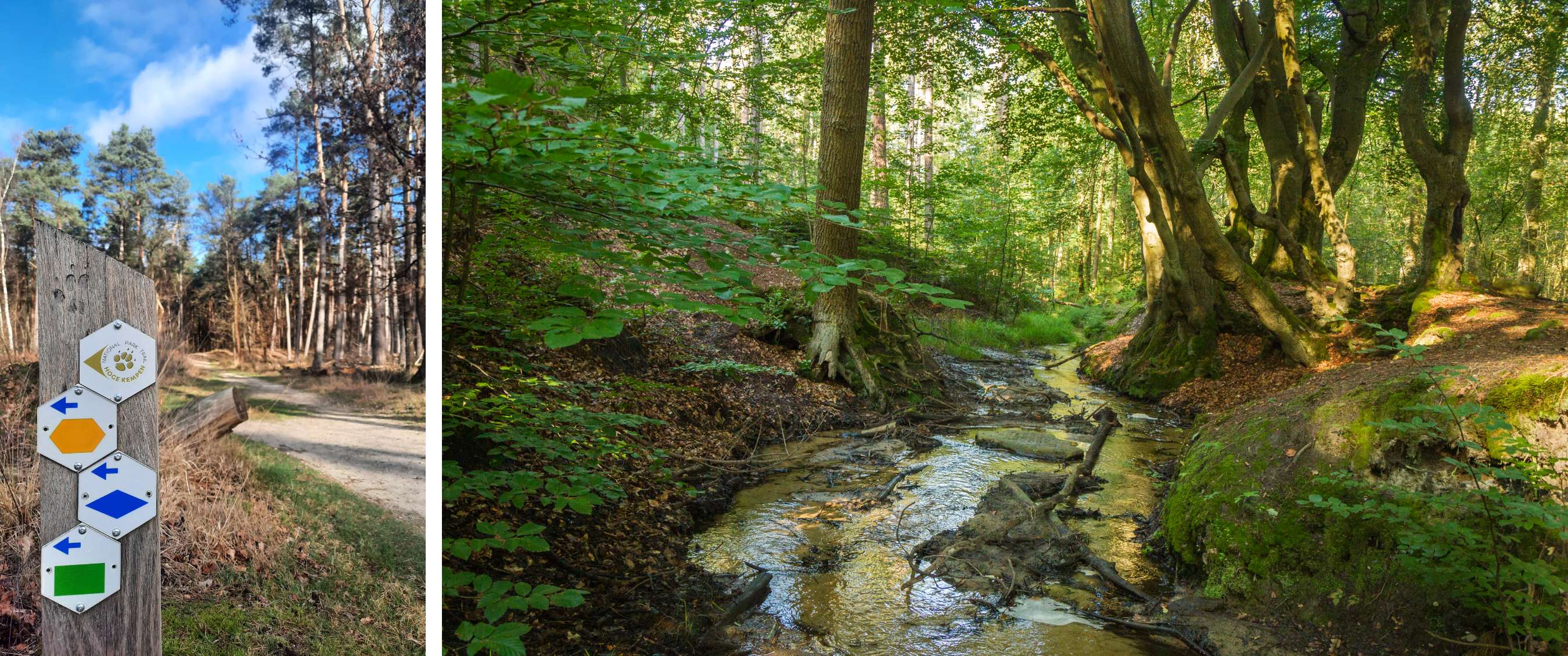 Een ondiepe beek stroomt tussen hoge bomen door een dicht groen bos.