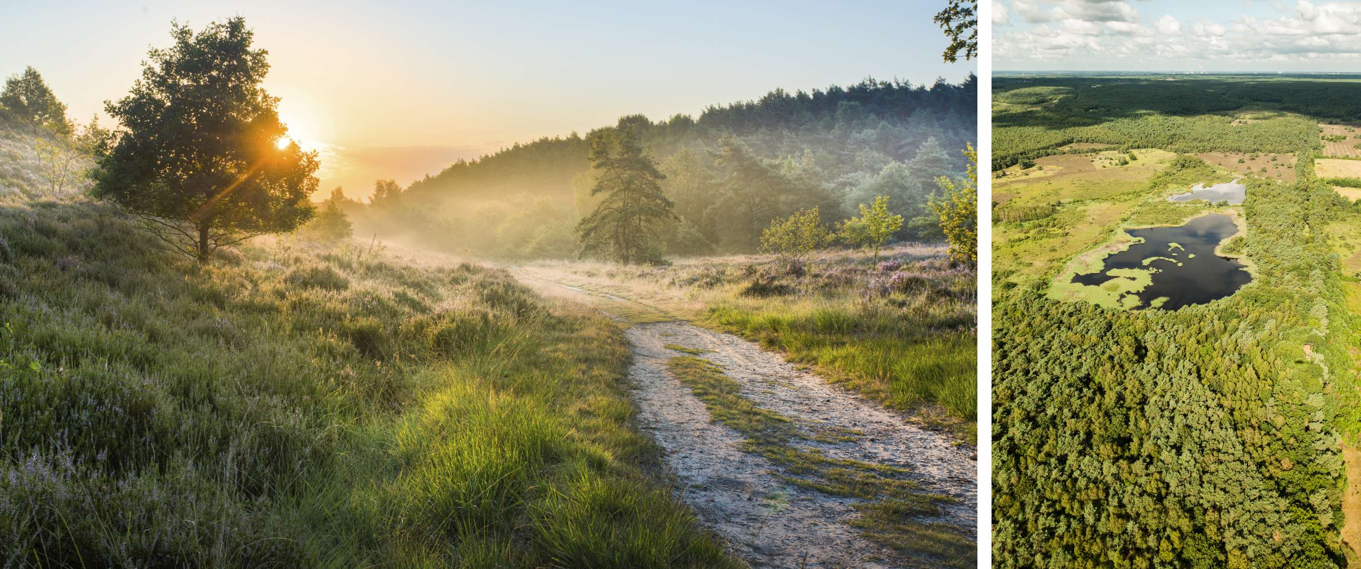 Kronkelend pad door gras en heide in zacht zonlicht met nevel tussen de bomen.