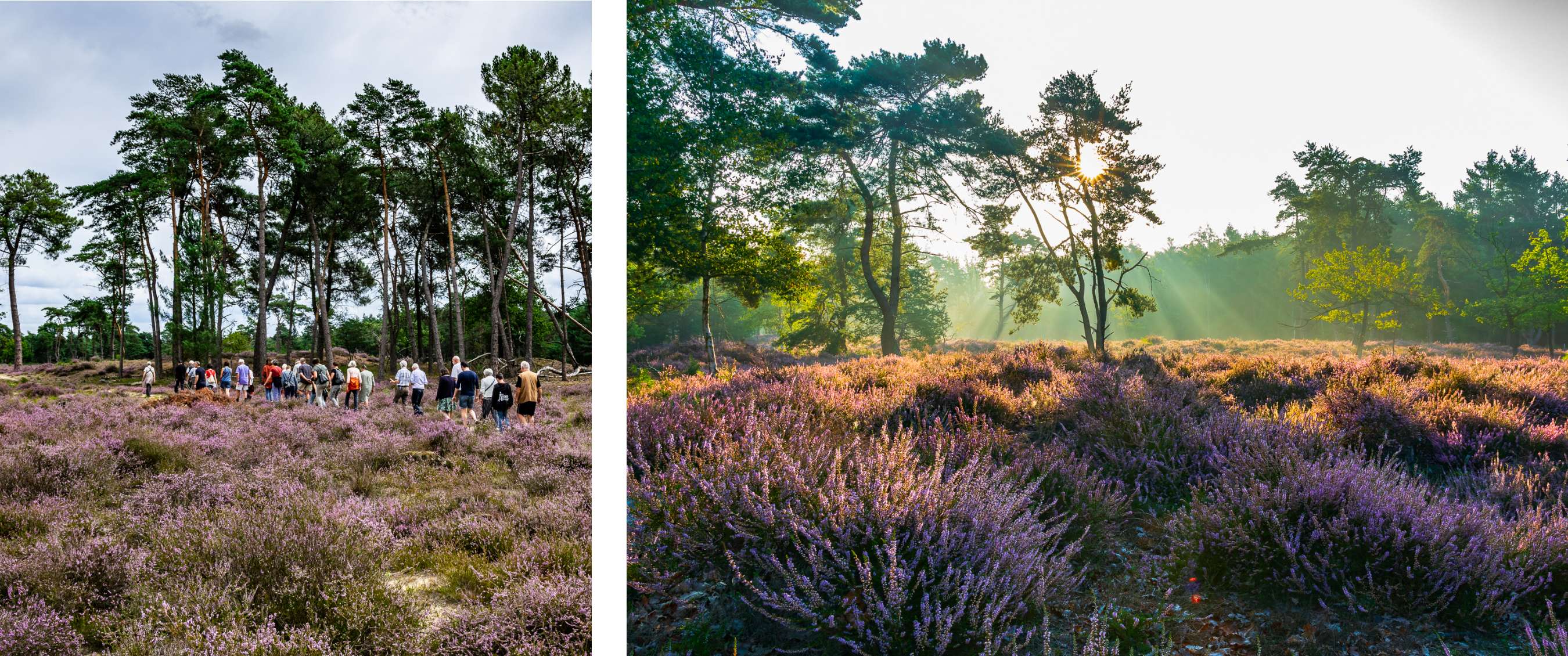Wandelroute van A.S.Adventure en Natuurpunt in de Liereman