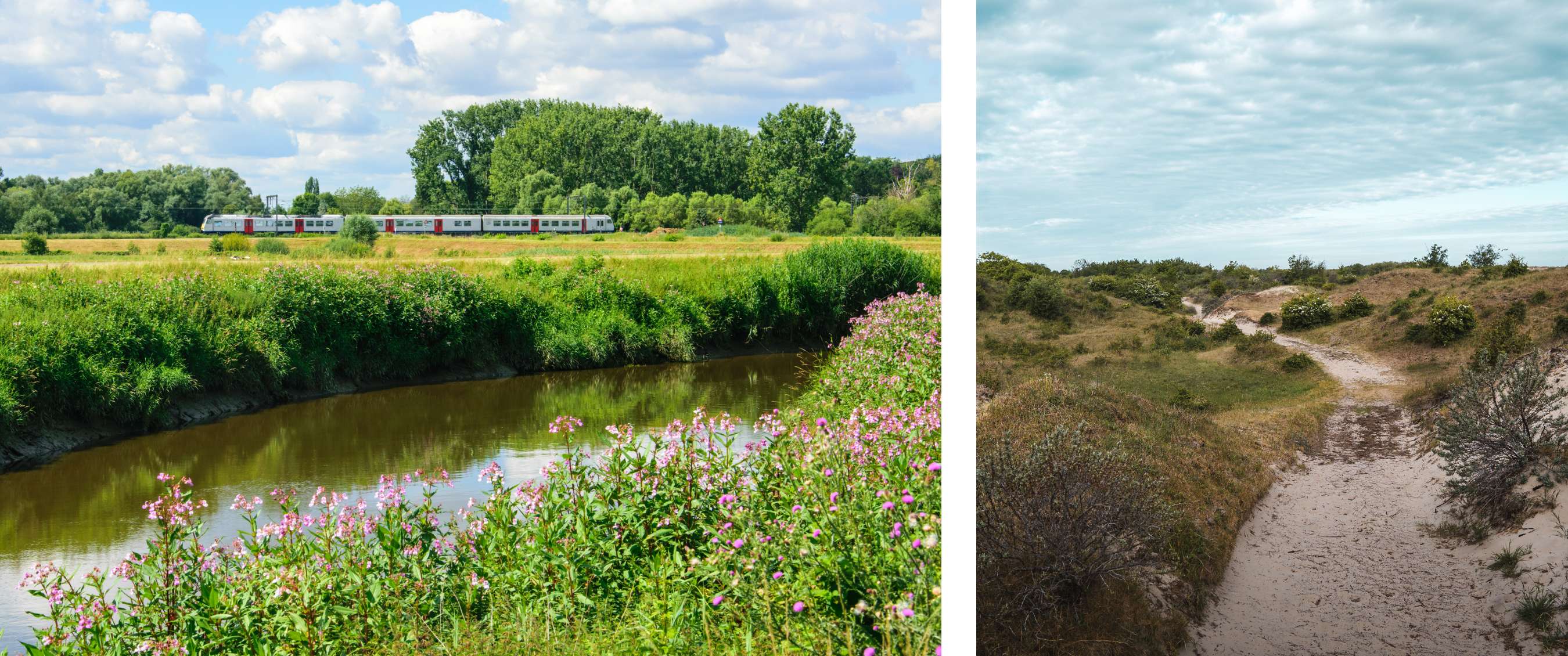 Twee beelden: trein rijdt langs een groene rivier met bloeiende oeverplanten; zandpad slingert door duinlandschap met lage begroeiing.