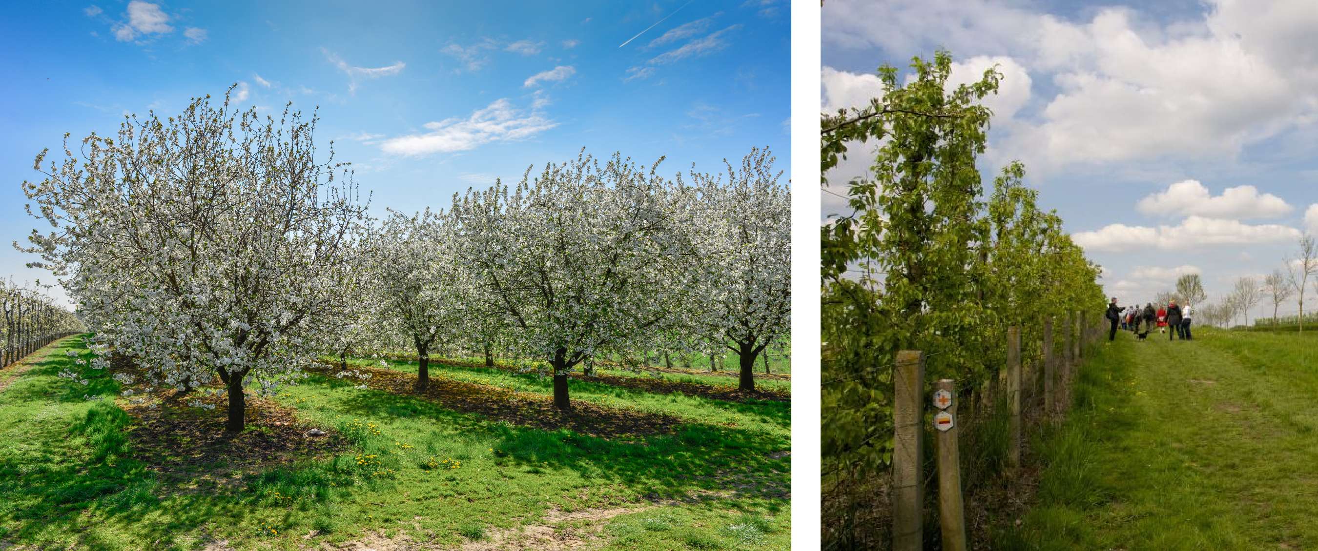 Twee beelden: bloeiende fruitbomen in een boomgaard onder een blauwe lucht, en een graswandelpad langs jonge bomen met wandelaars in de verte.