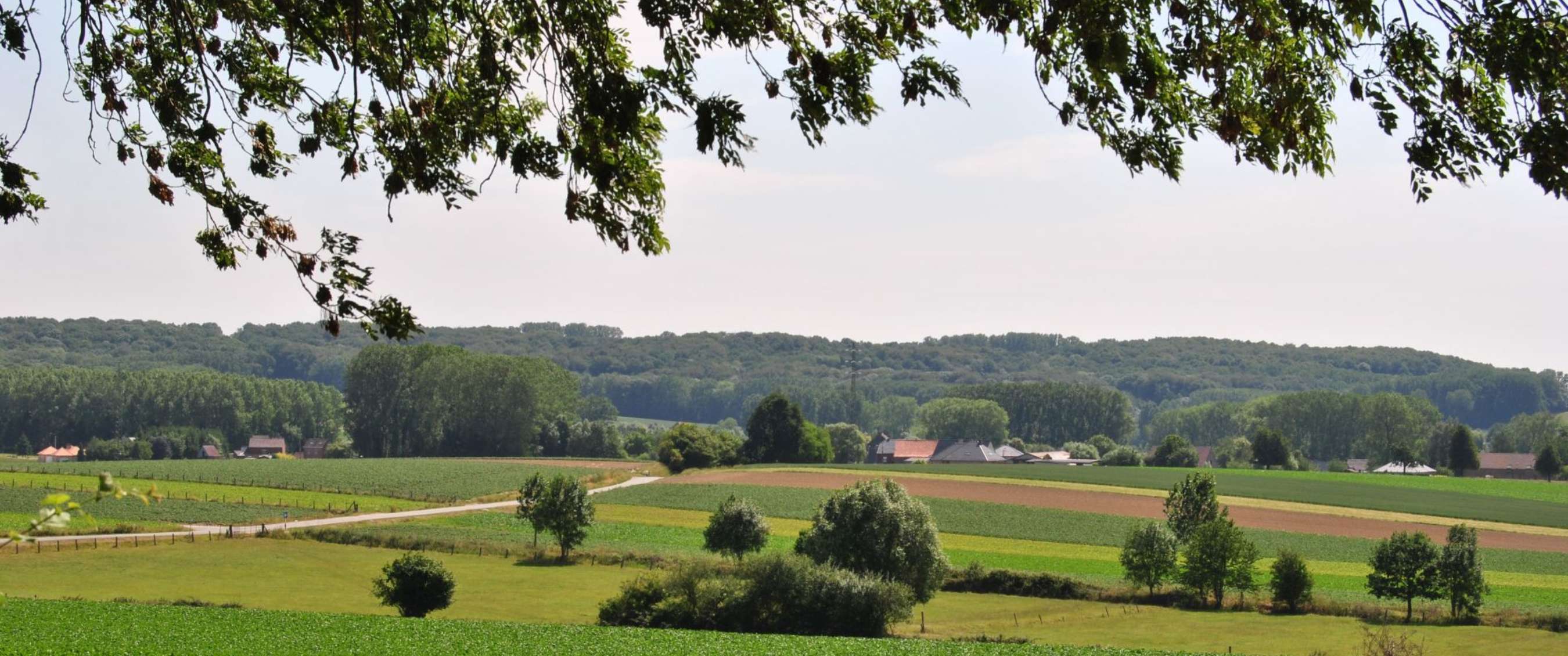 Plattelandslandschap met landbouwvelden, bomenrijen en beboste heuvels in de verte.
