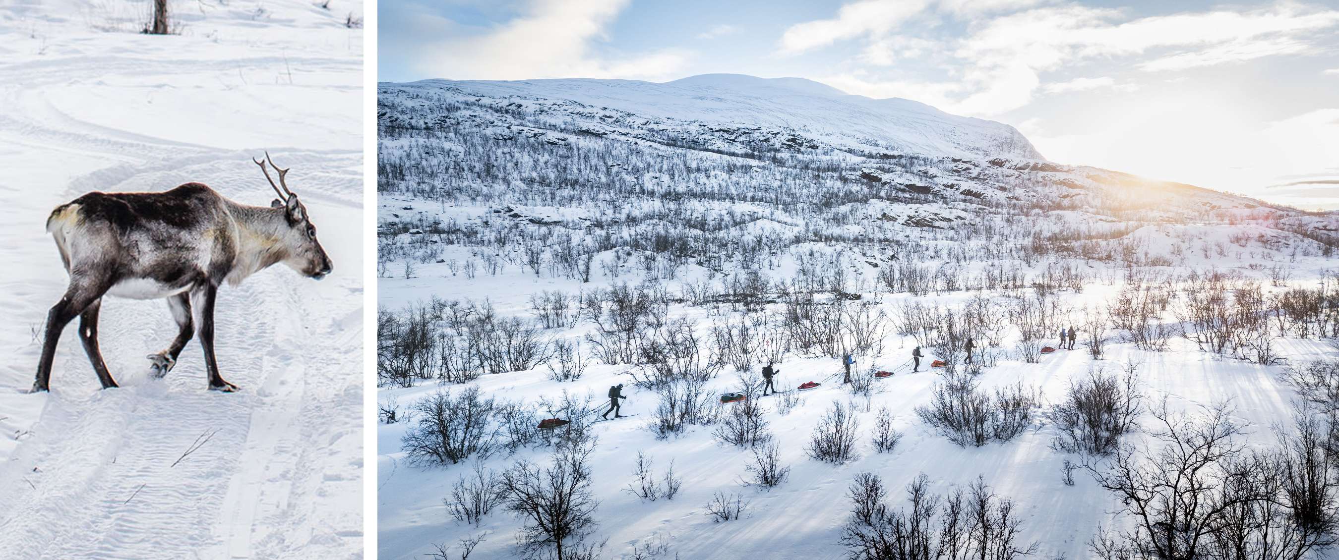 Twee beelden: rendier loopt door sneeuw; groep wandelt met sledes door besneeuwd berglandschap.