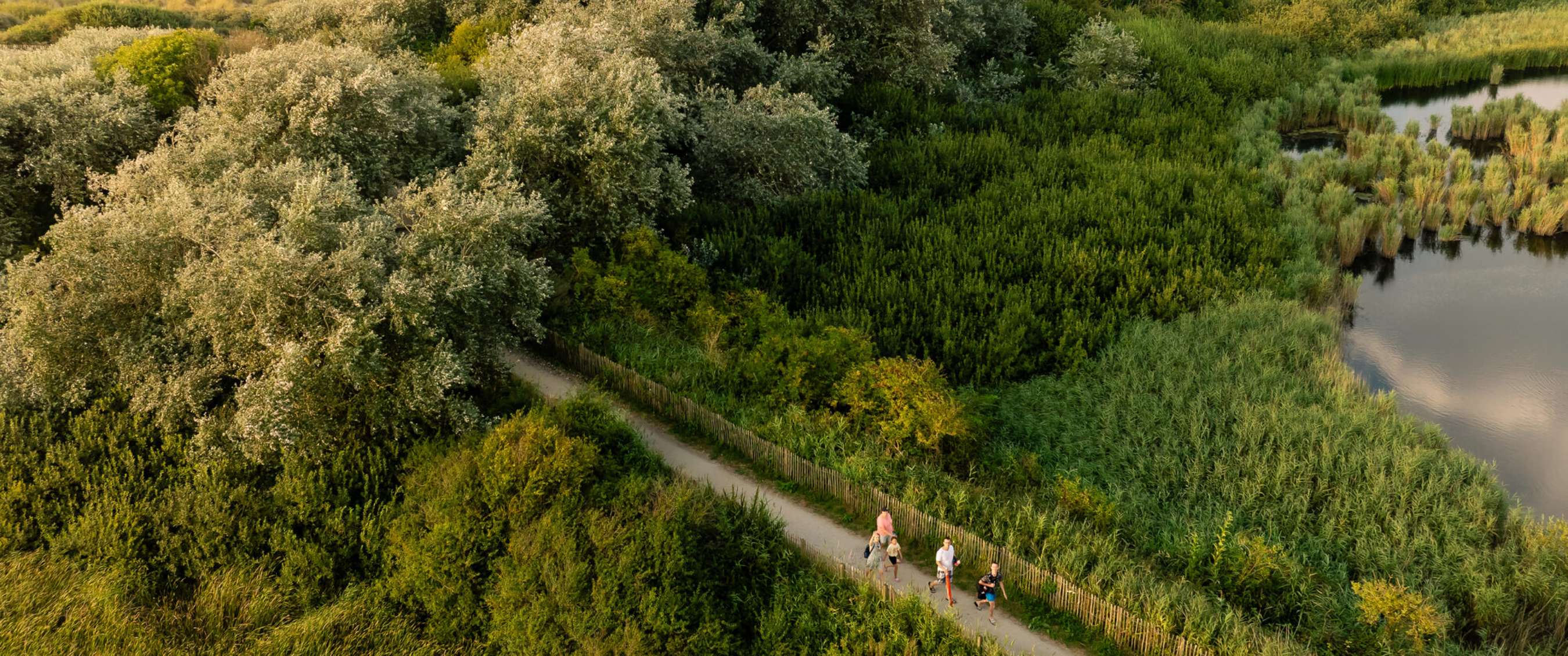 Luchtfoto van wandelpad door groen natuurgebied met wandelaars langs riet en water.