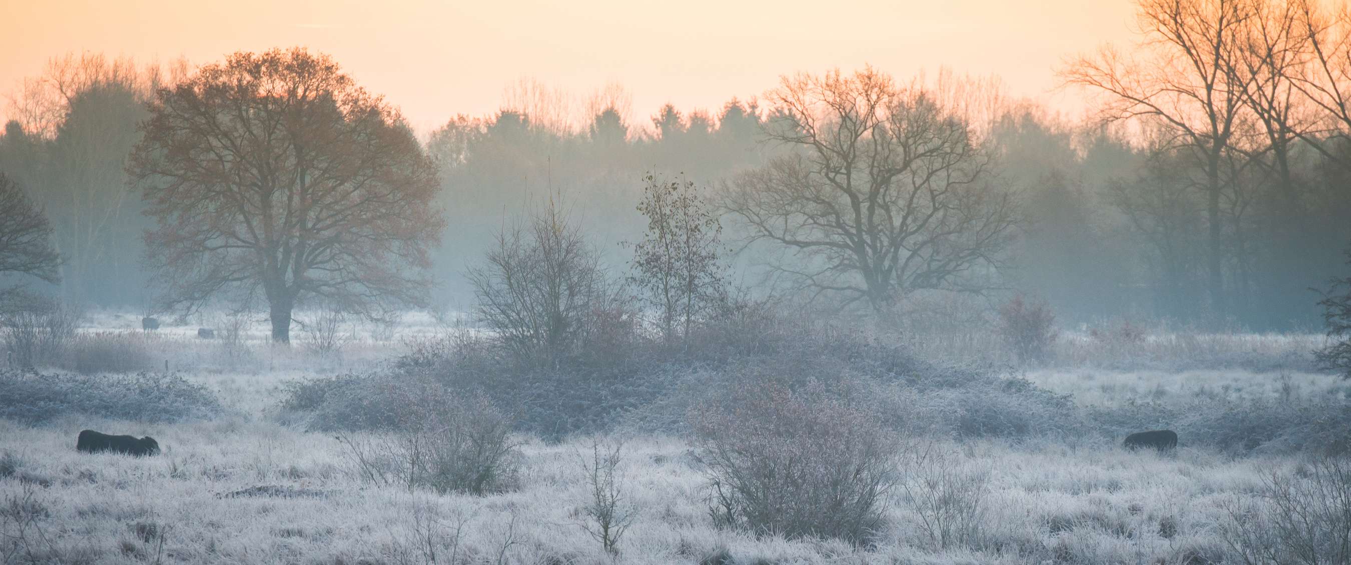 Bevroren grasland met verspreide bomen in ochtendmist