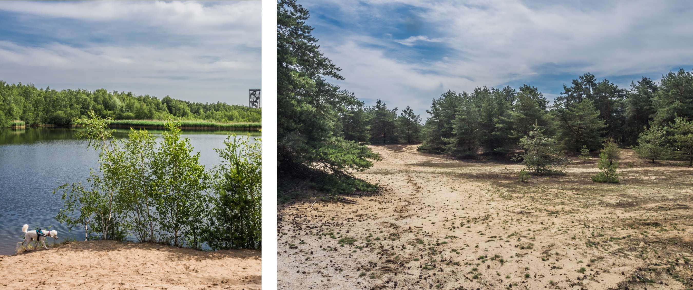 Twee beelden: hond aan een zandige oever van een meer; open zandvlakte met dennenbos.
