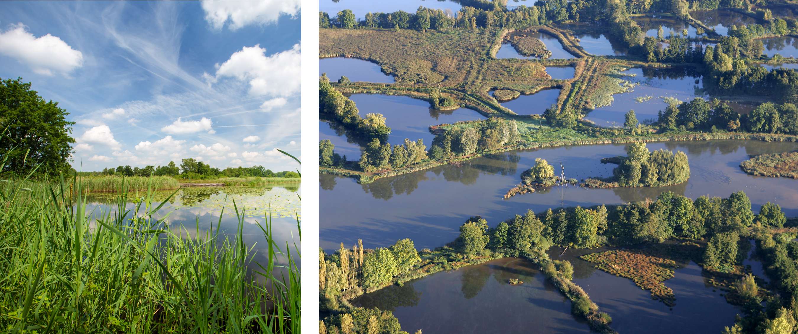 Twee beelden: riet en waterplanten langs een plas; luchtbeeld van een waterrijk natuurgebied.