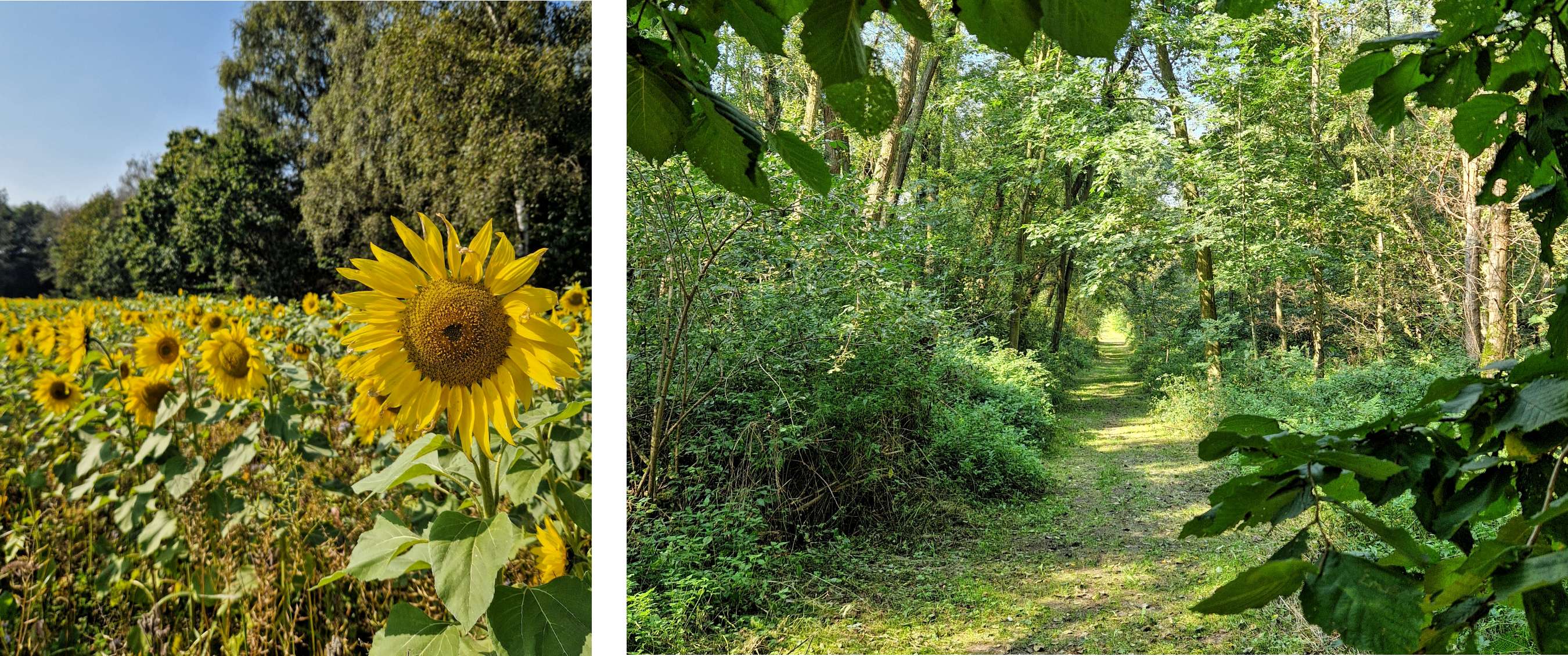 Twee beelden: gele zonnebloemen in een open veld; wandelpad door een groene tunnel van bomen.
