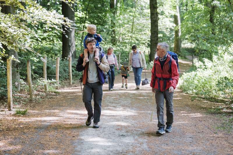 Kluisboswandeling: wandelen tussen boshyacinten in de Vlaamse Ardennen